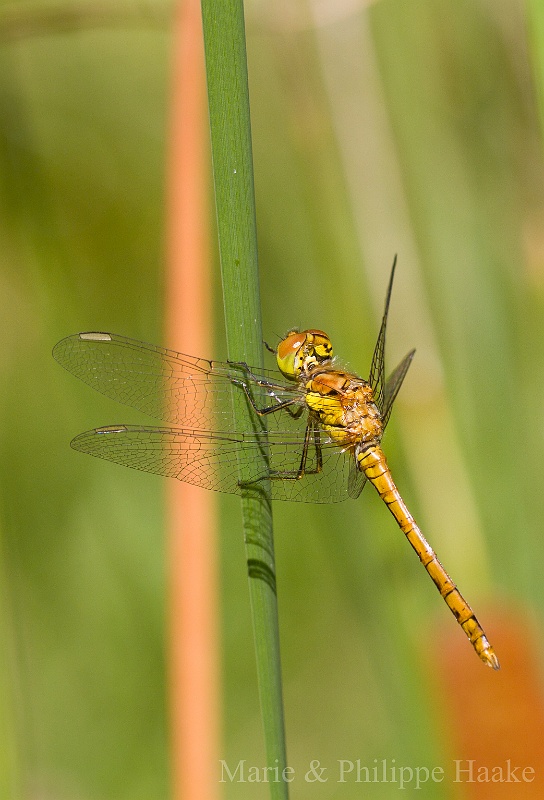 Sympetrum strie 1172.jpg - Sympetrum strié -  sympetrum striolatum, femelle immature (Ermitage, Genève, Suisse)